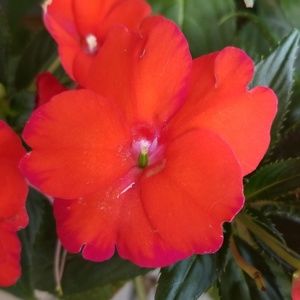 Meet your Posher, Theresa